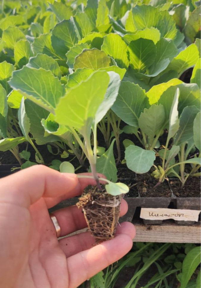 تصویر 3 از نشا گوجه فرنگی درشت با تازگی و بدون شکستگی