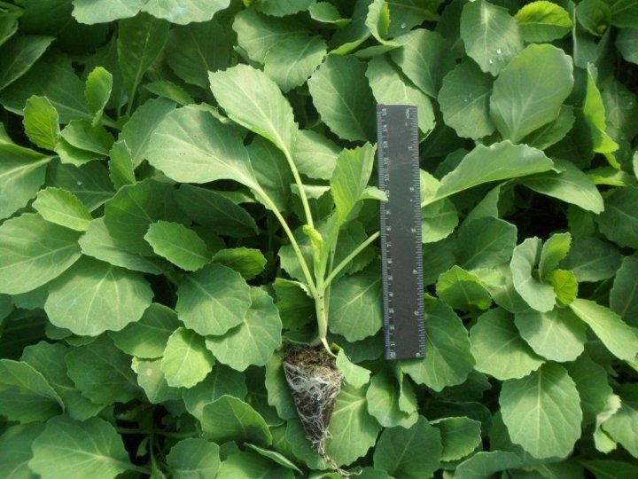 تصویر 1 از نشا گوجه فرنگی گلخانه‌ ای با باردهی بالا