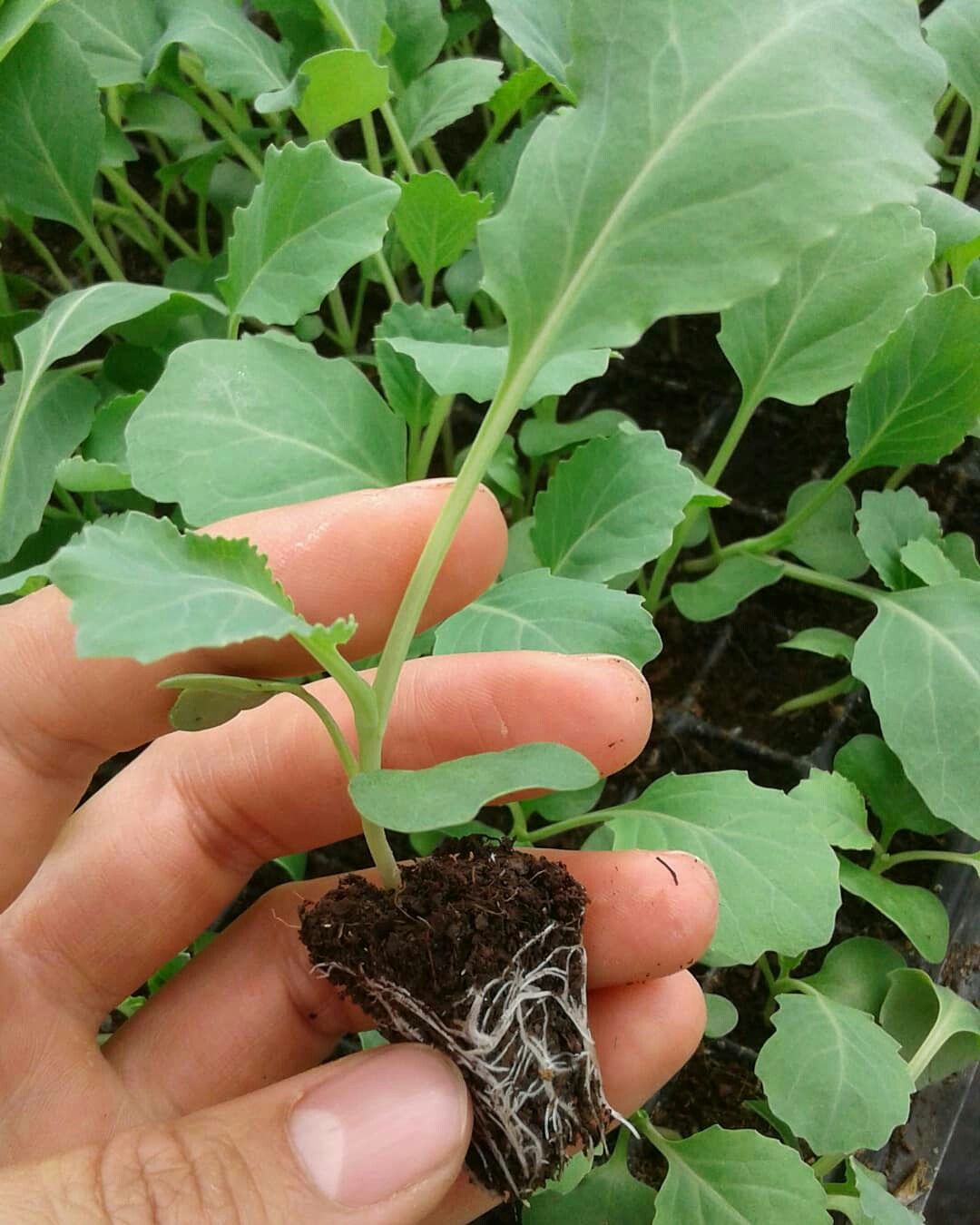 تصویر 3 از نشا گوجه فرنگی هیبرید با مقاومت عالی