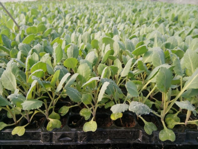 تصویر 4 از نشا گوجه فرنگی هیبرید با مقاومت عالی