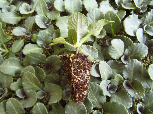 تصویر 1 از نشا گوجه فرنگی مقاوم به آفات و بیماری‌ ها