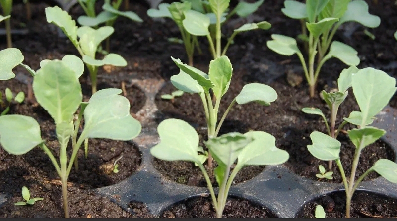 تصویر 3 از نشا گوجه فرنگی مقاوم به آفات و بیماری‌ ها