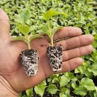 تصویر 1 از نشا گوجه فرنگی گلخانه‌ ای عمده با قیمت مناسب