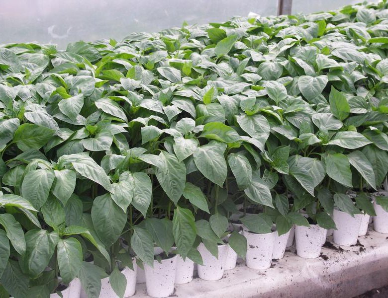 تصویر 1 از نشا فلفل دلمه‌ ای گلخانه‌ ای با کیفیت عالی