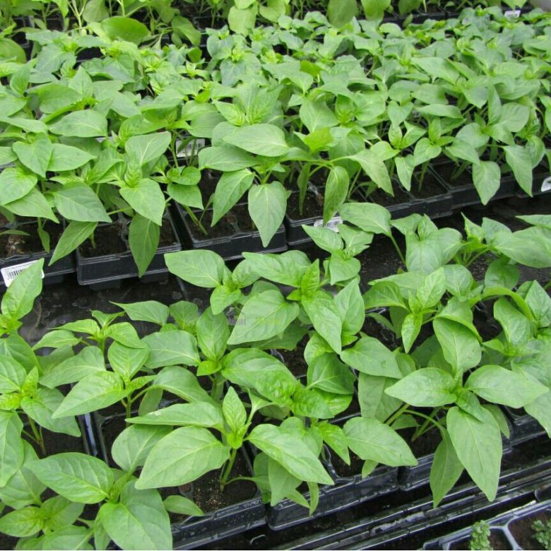 تصویر 2 از نشا فلفل دلمه‌ ای گلخانه‌ ای با کیفیت عالی