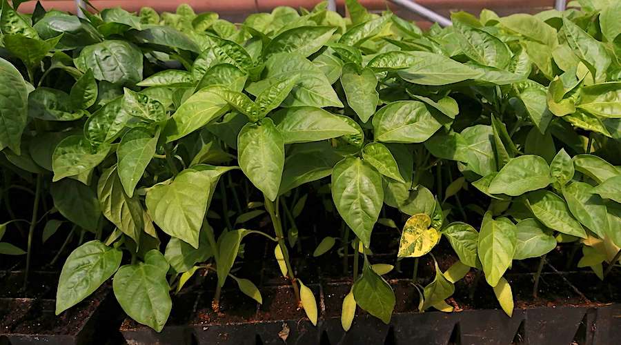 تصویر 3 از نشا فلفل دلمه‌ ای گلخانه‌ ای با کیفیت عالی