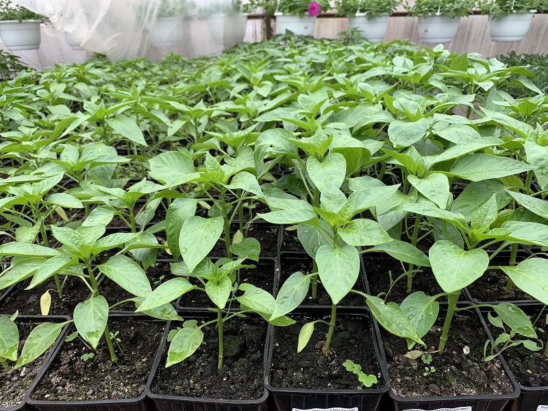 تصویر 2 از نشا فلفل دلمه‌ ای گوشتی با رنگ‌ بندی متنوع