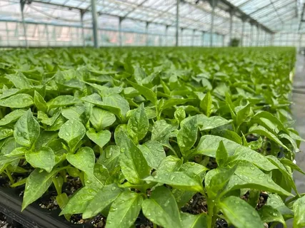 تصویر 1 از نشا فلفل دلمه‌ ای گوشتی با رنگ‌ بندی متنوع