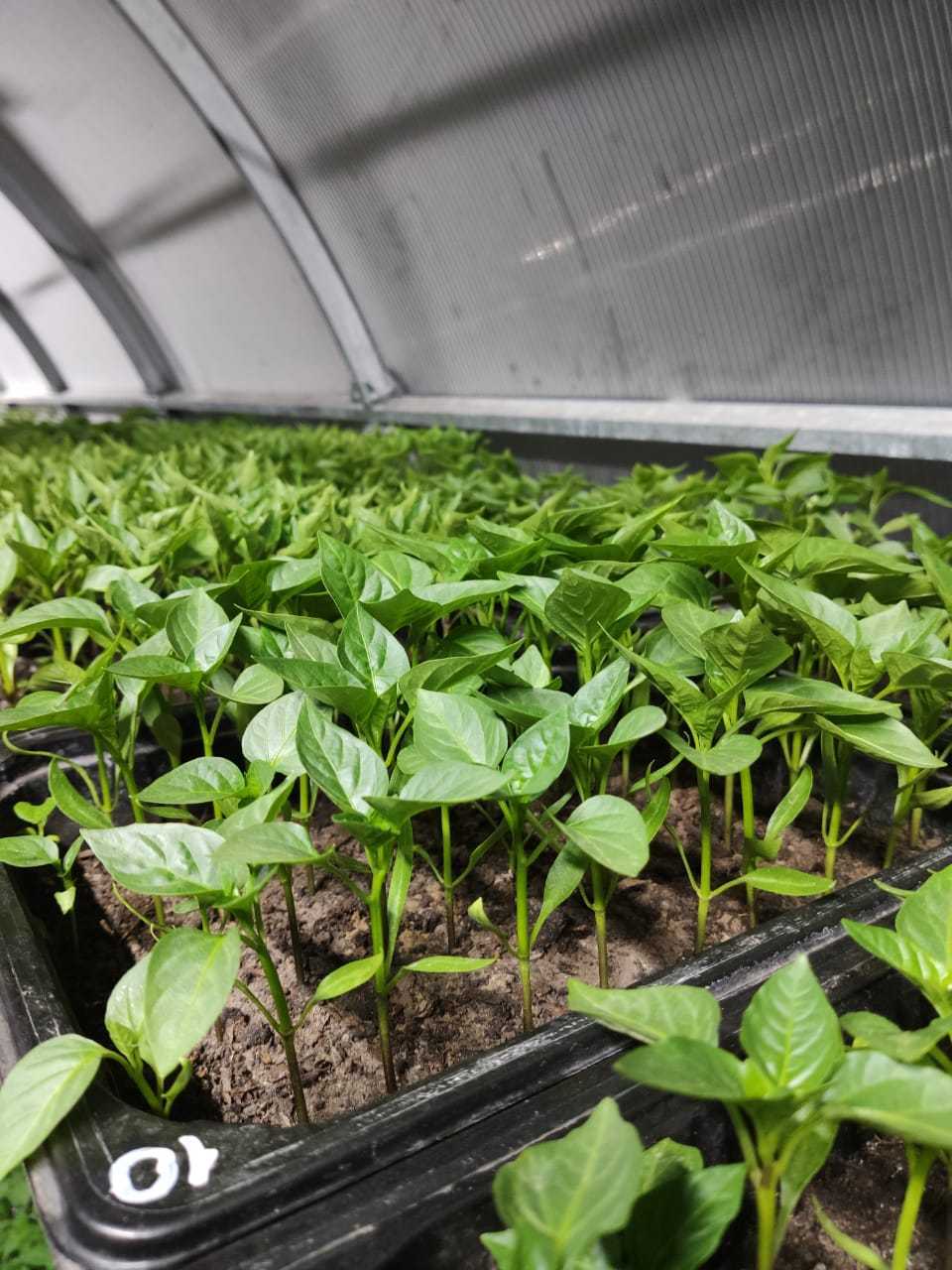 تصویر 4 از نشا فلفل دلمه‌ ای گوشتی با رنگ‌ بندی متنوع