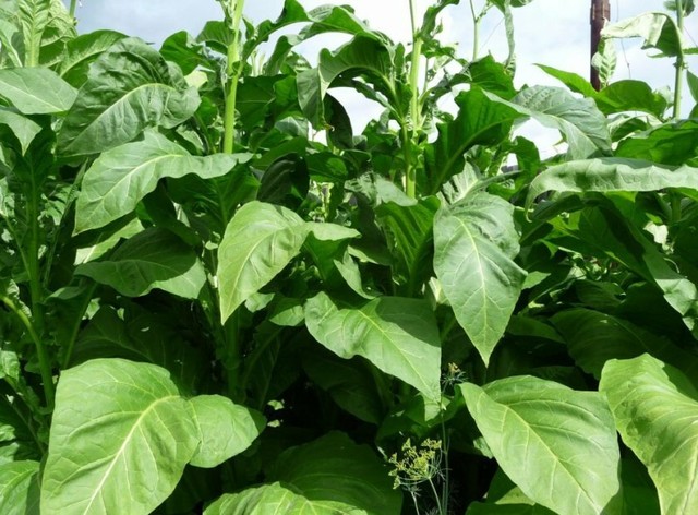 نشا فلفل دلمه‌ ای زرد با گارانتی سلامت نشا