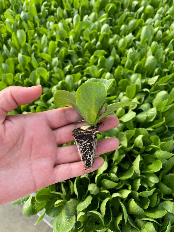 نشا گوجه فرنگی اقتصادی با کیفیت استثنایی