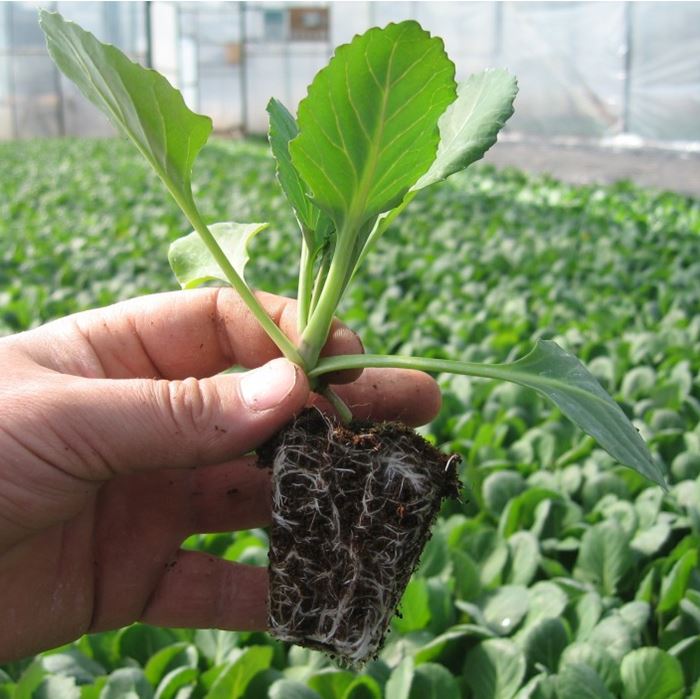 نشا گوجه فرنگی گوشتی مناسب بازار پسند