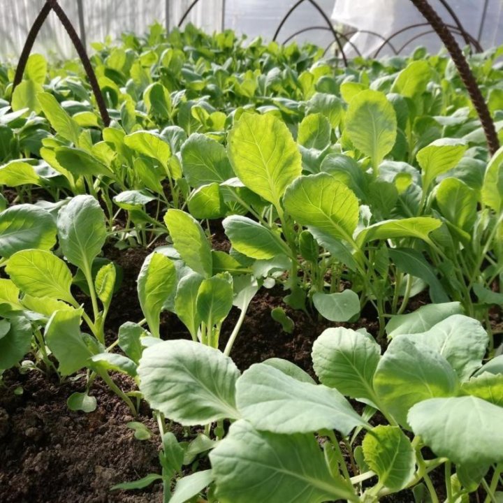 تصویر 4 از نشا گوجه فرنگی تخم مرغی مقاوم به ویروس و قارچ