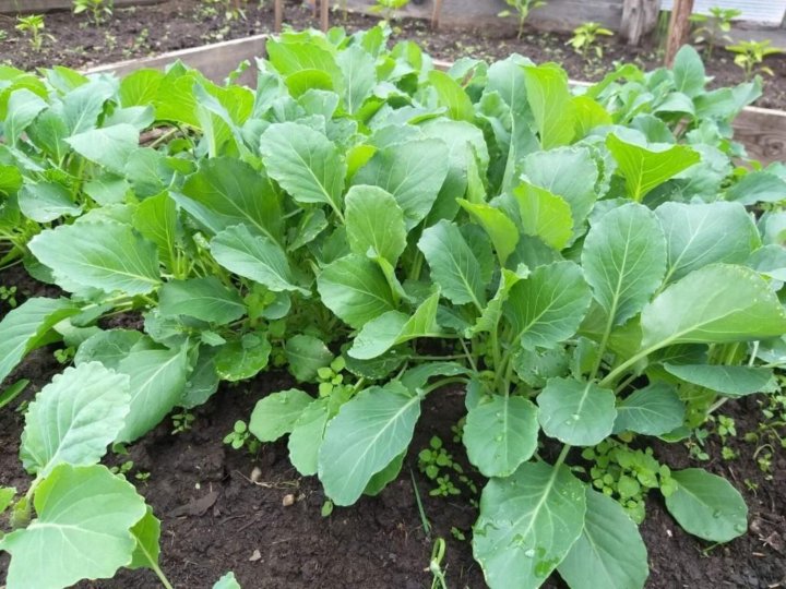 نشا گوجه فرنگی تخم مرغی مقاوم به ویروس و قارچ