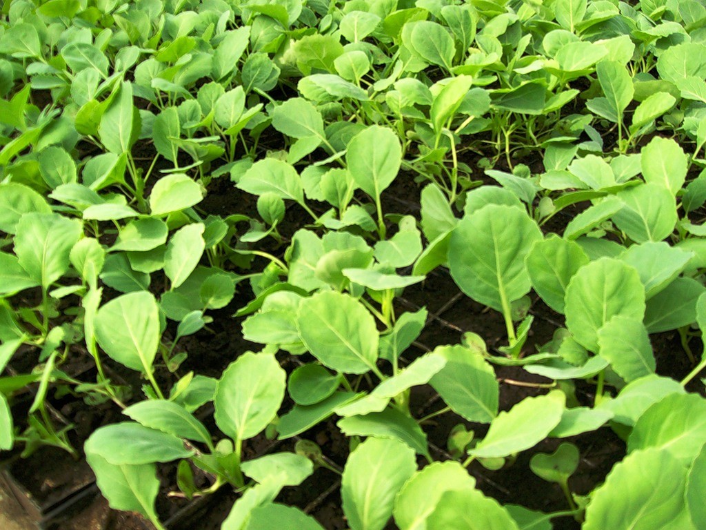 تصویر 2 از نشا گوجه فرنگی مناسب کشت هیدروپونیک