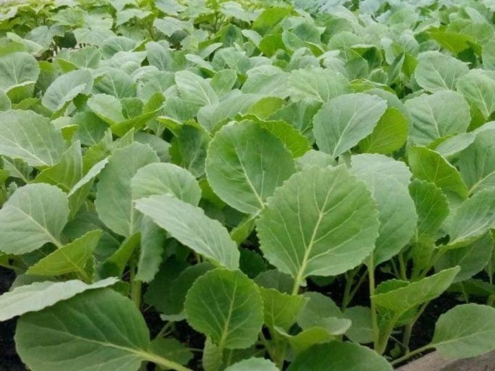 تصویر 4 از نشا گوجه فرنگی اصلاح شده در سایز های مختلف