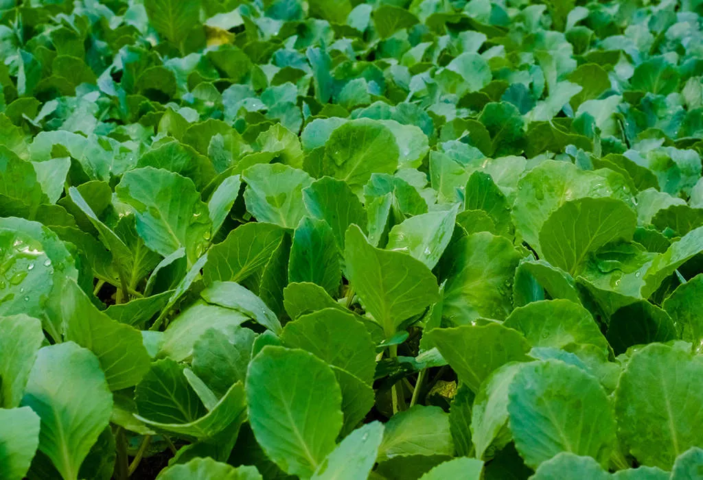 قیمت نشا گوجه فرنگی