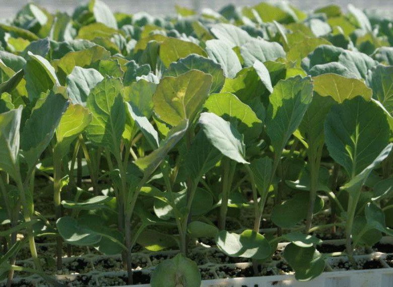 تصویر 4 از نشا گوجه فرنگی گرد با طراوت و تازگی بدون پژمردگی