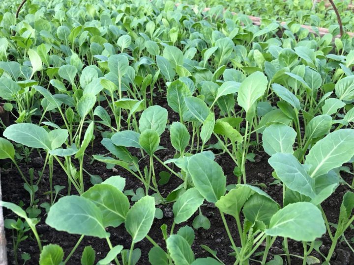 نشا گوجه فرنگی