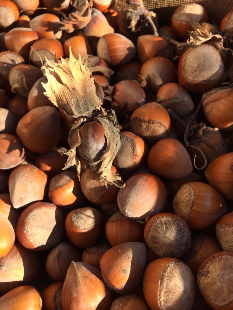 تصویر 1 از فندق بو داده با طعم طبیعی و دلپذیر