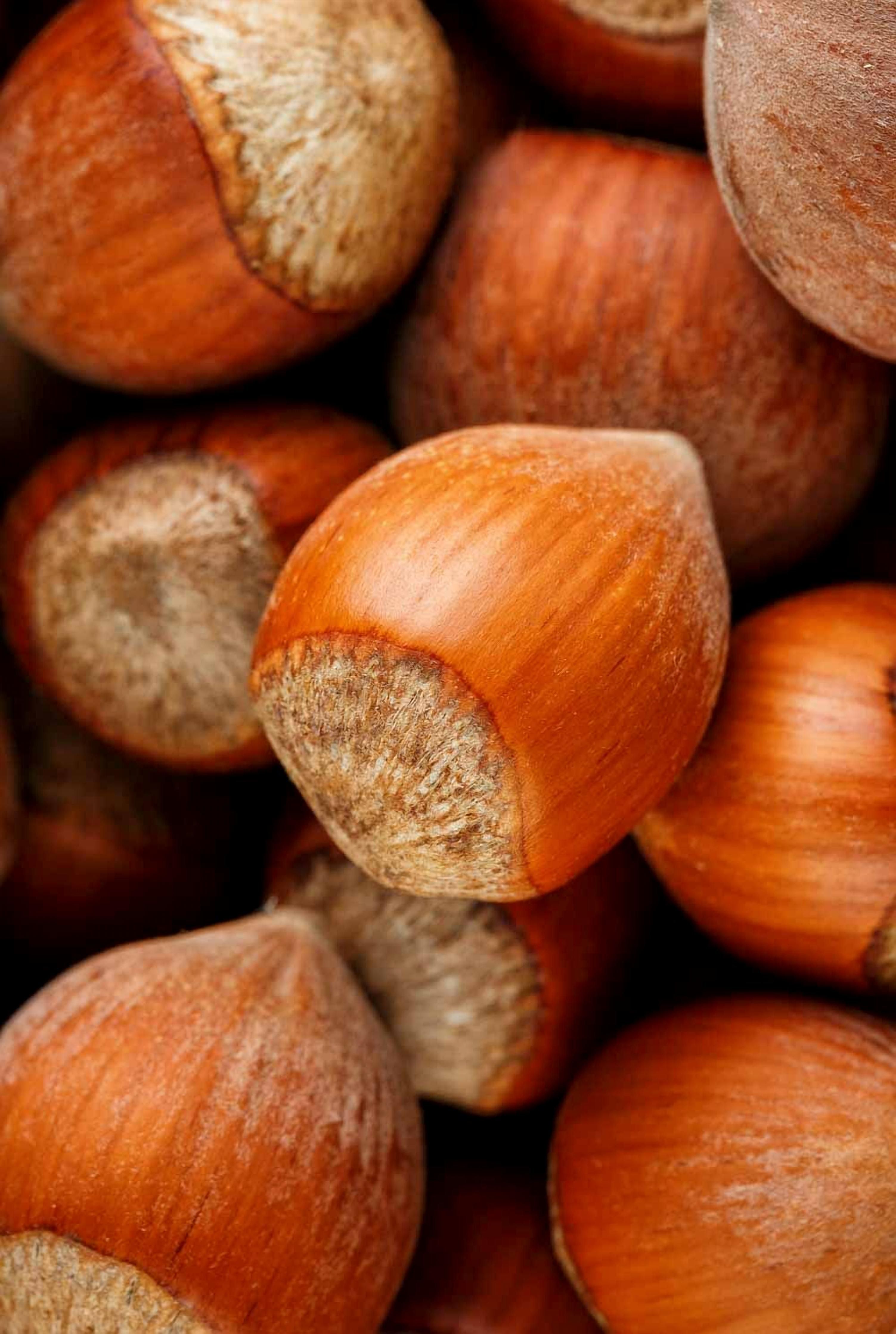 تصویر 2 از فندق اقتصادی با قیمت مناسب و کیفیت خوب