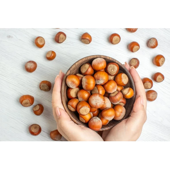 فندق خام وارداتی با کیفیت تضمینی