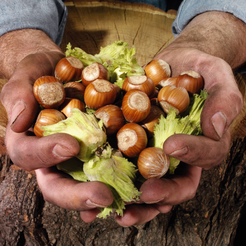 تصویر 3 از فندق تازه برداشت شده در حجم بالا