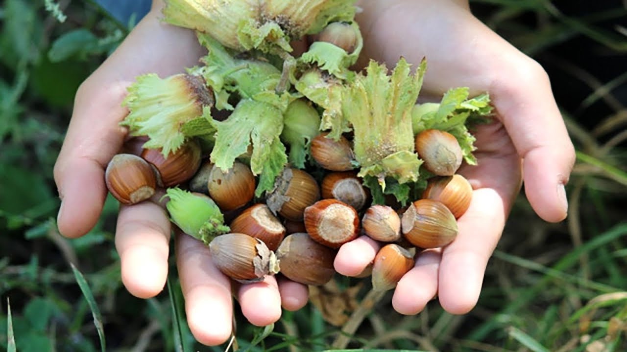 تصویر 1 از فندق طلایی درجه یک با کیفیت ویژه