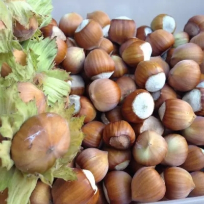 تصویر 2 از فندق ایرانی با عطر و طعم اصیل