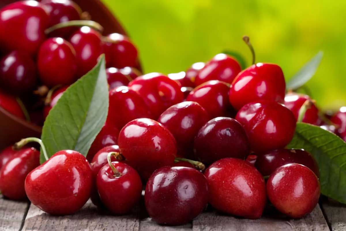 آلبالو مازندران خرید