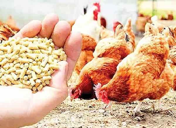خوراک دام و طیور مرغوب کرمانشاه  خوراک غنی از ویتامین ها