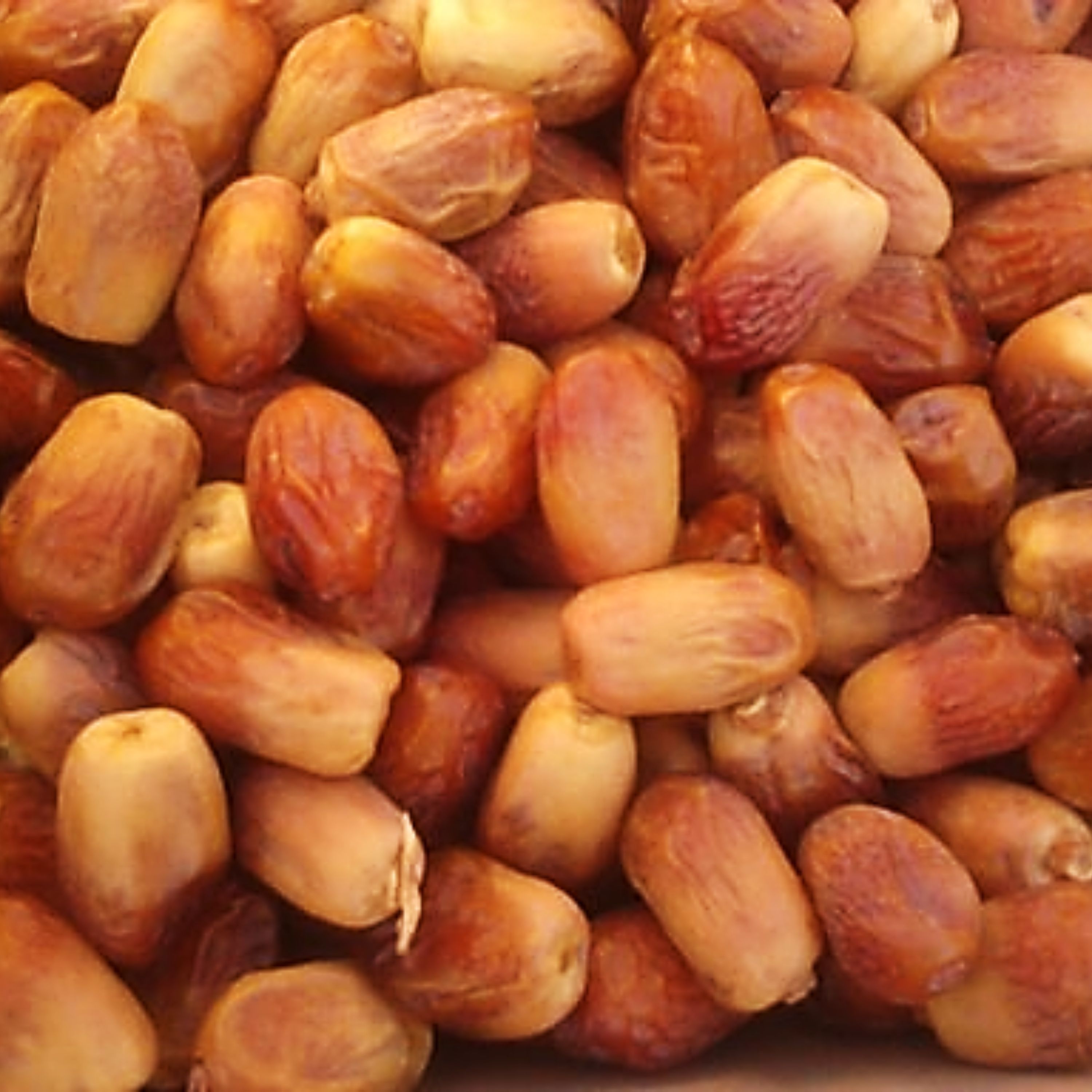 خرید خرمای قصب