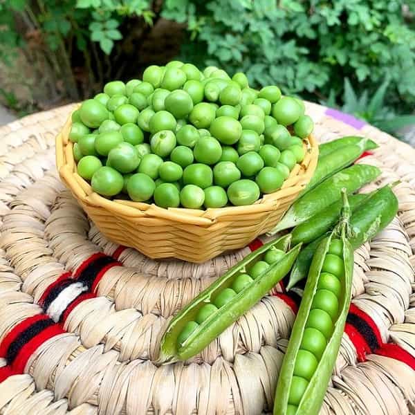 قیمت خرید کنسرو نخود فرنگی + فروش عمده