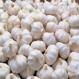 قیمت سیر صادراتی به دبی
