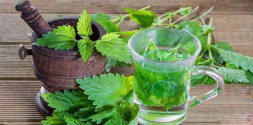 قیمت گزنه فله